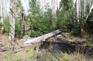 Z blokády nelegálního kácení na Šumavě